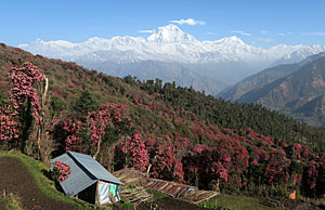 �ҥޥ��ȥ�å���